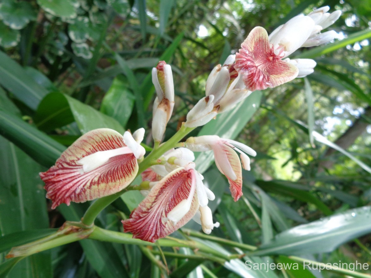 Alpinia calcarata (Andrews) Roscoe